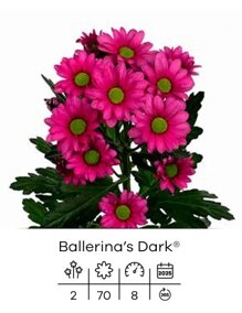 ballerina's dark.jpeg