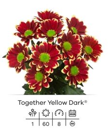 together yellow dark.jpeg