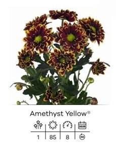 amethyst yellow.jpeg