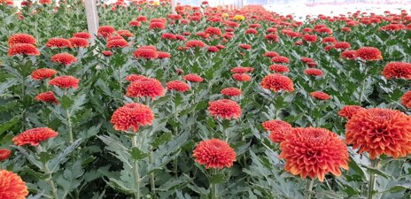 whatsapp image 2026-02-17 at 12.22.22 (8).jpeg