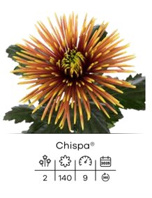 chispa.jpeg