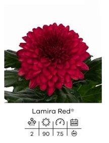 lamira red (2).jpeg