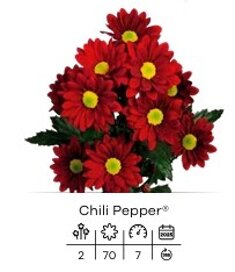 chili pepper.jpeg