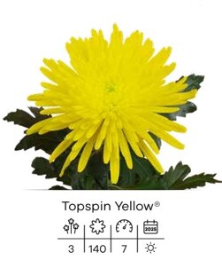 top spin yellow.jpeg