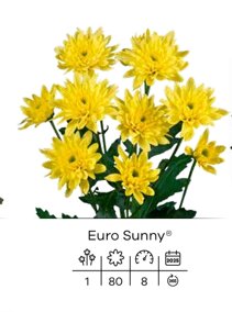 euro sunny.jpeg