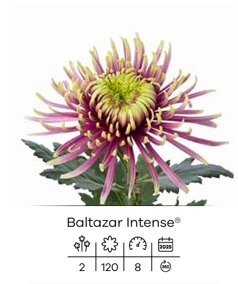 baltazar intense.jpeg