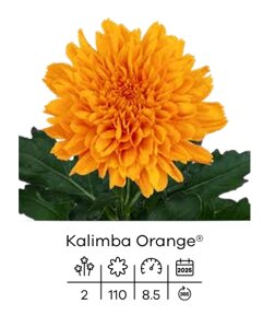kalimba orange (2).jpeg