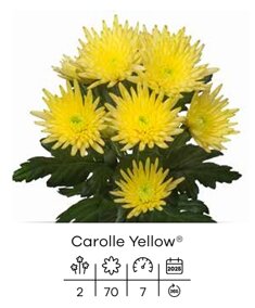 carolle yellow.jpeg