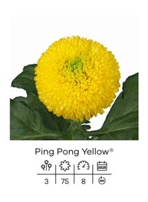 ping pong yellow.jpeg