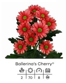 ballerina's cherry.jpeg