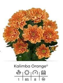 kalimba orange.jpeg