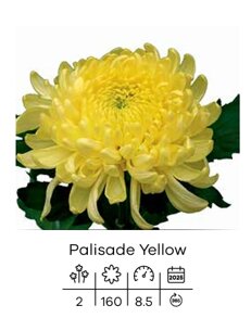 palisade yellow.jpeg