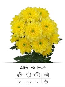 altaj yellow.jpeg
