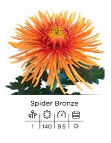 spider bronze.jpeg