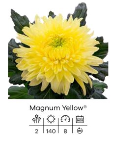 magnum yellow.jpeg