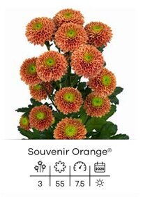 souvenir orange.jpeg