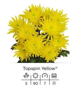 topspin yellow.jpeg