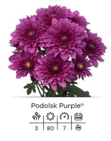 podolsk purple.jpeg