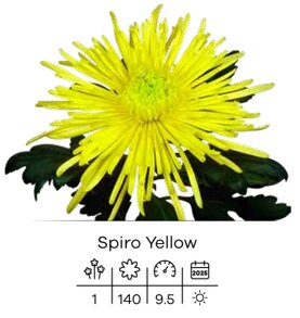 spiro yellow.jpeg