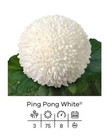 ping pong white.jpeg