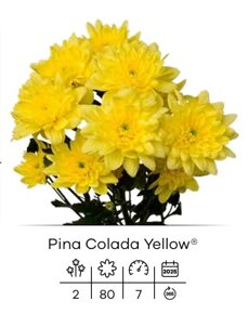 pina colada yellow.jpeg