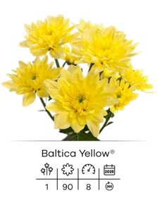 baltica yellow.jpeg