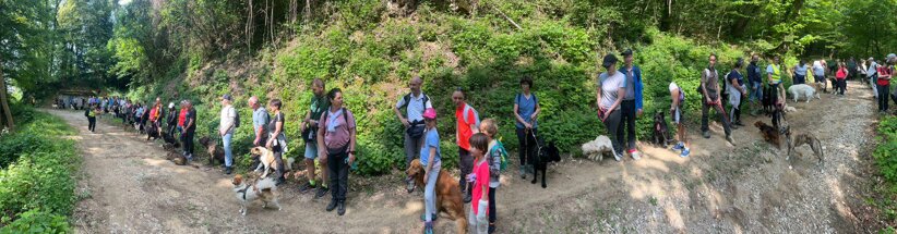 dog walking billerio 2025.jpeg dog walking billerio 2025.jpeg