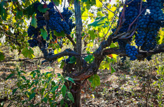 img_1881.jpeg img_1881.jpeg