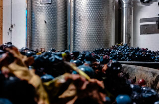 vigna_paolo_macro.jpeg vigna_paolo_macro.jpeg