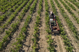 paolo_contadino.jpeg paolo_contadino.jpeg