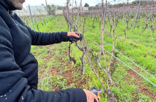 drone-view-photo-of-a-tractor-in-a-vineyard-field-2025-01-08-06-17-05-utc.jpeg drone-view-photo-of-a-tractor-in-a-vineyard-field-2025-01-08-06-17-05-utc.jpeg