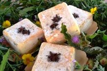 cardofiore cardofiore