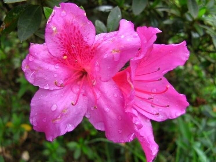 Budoni: Regala l’azalea della Ricerca per la festa della Mamma. Budoni: Regala l’azalea della Ricerca per la festa della Mamma.