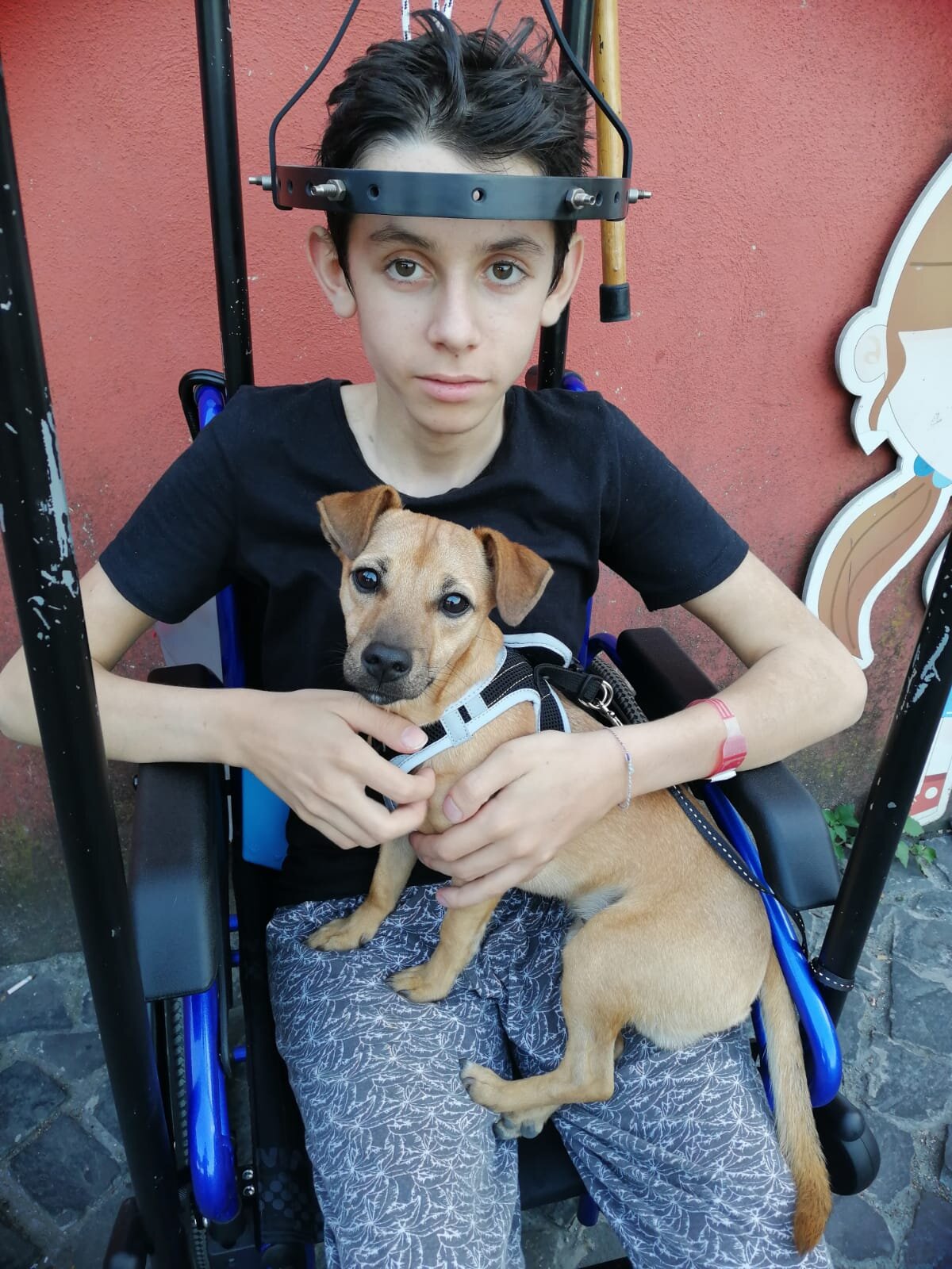 BUDONI: MOBILITATO IL WEB PER TROVARE IL CUCCIOLO DI UN BAMBINO