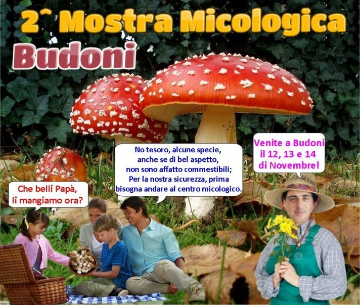 funghi-712.jpg funghi-712.jpg