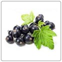 cassis ribes nero.jpeg