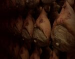 prosciutto-crudo-22-mesi-hg