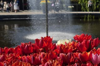 Amsterdam%20-%20Keukenhof%201.jpeg Amsterdam%20-%20Keukenhof%201.jpeg