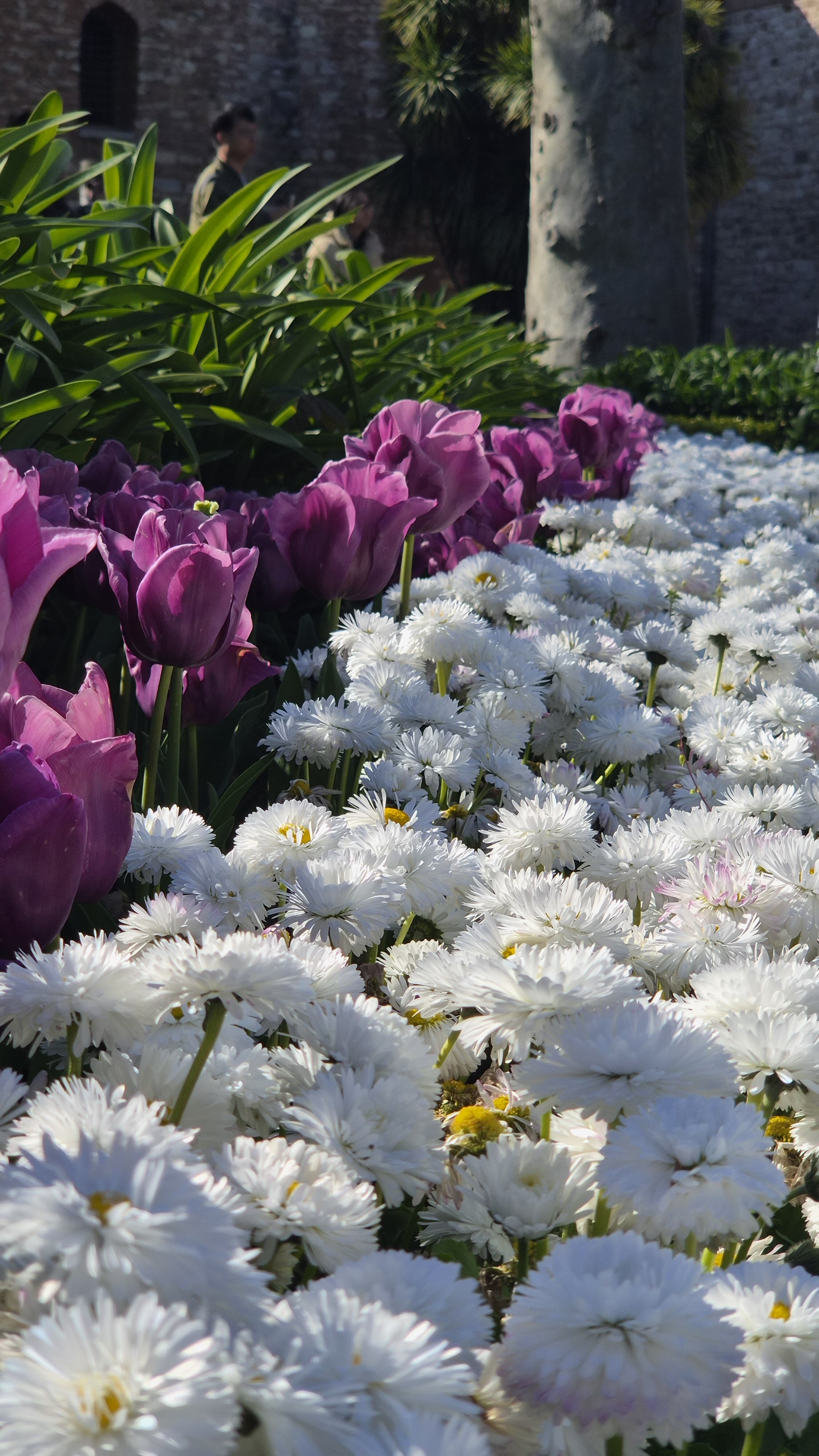 Prossimo accompagnamento: Amsterdam & Keukenhof accompagnatore turistico professionista, gestione gruppi turismo, tour leader freelance Europa, accompagnamento gruppi organizzati, servizi per tour operator, assistenza gruppi viaggio.