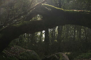 Tour leader professionale con gruppi di viaggi organizzati, collaborazioni con tour operator nazionali e internazionali