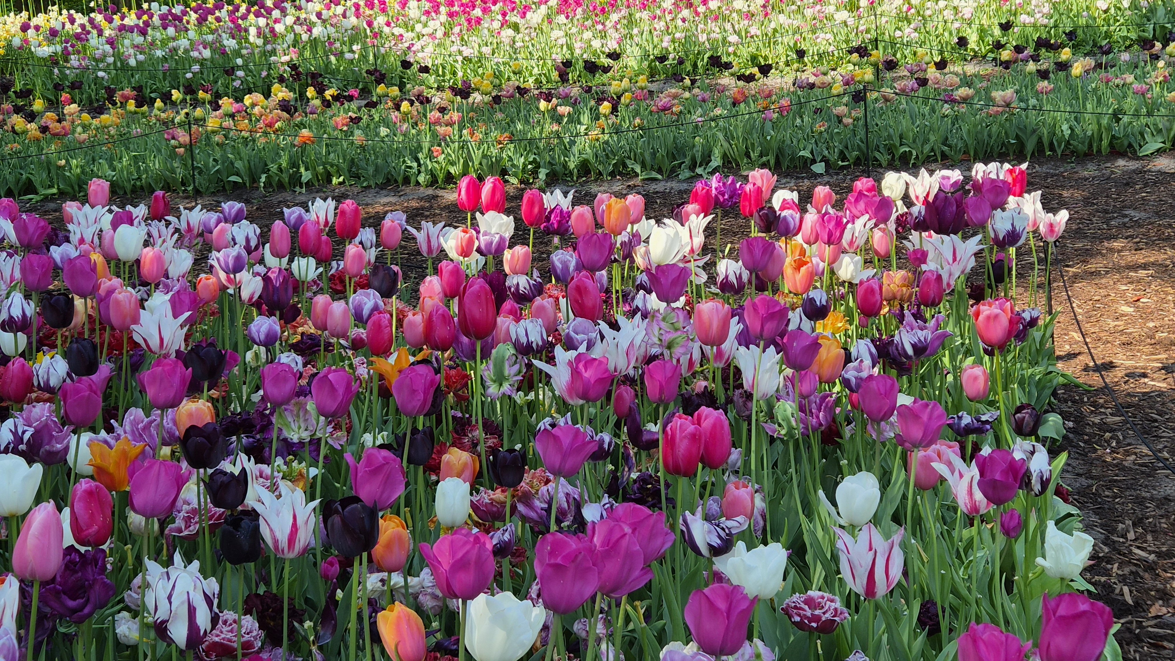 Amsterdam & Keukenhof con il Tour Leader