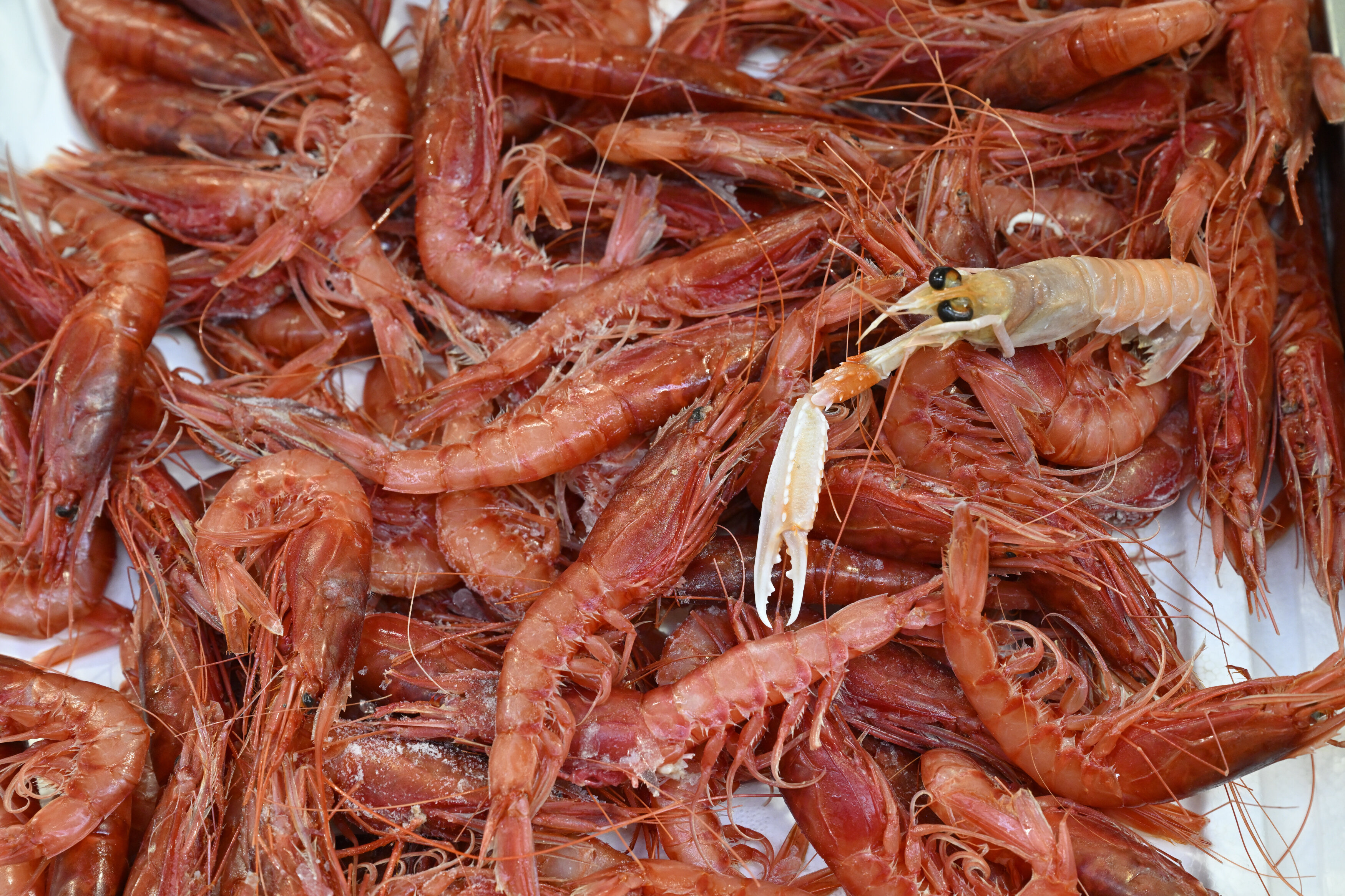low_305128_cristina_20250411_150.jpeg Mercato di San Benedetto a Cagliari: guida per visitarlo come un cagliaritano e scoprire i prodotti tipici della Sardegna.