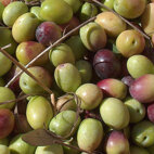 Le strade del gusto_L'olio extra vergine d'oliva 