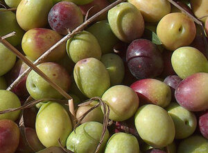 Le strade del gusto_L'olio extra vergine d'oliva 