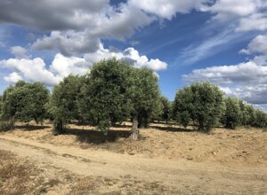 Sardinia Landscapes and Authentic Food Traditions