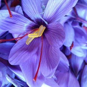 cc548420-fc80-42ee-8802-d416421d6f0f cc548420-fc80-42ee-8802-d416421d6f0f