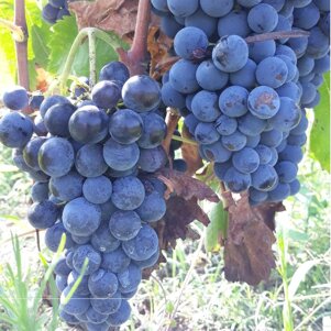 e770737d-d6a5-420c-b20c-c601aa7d6e50