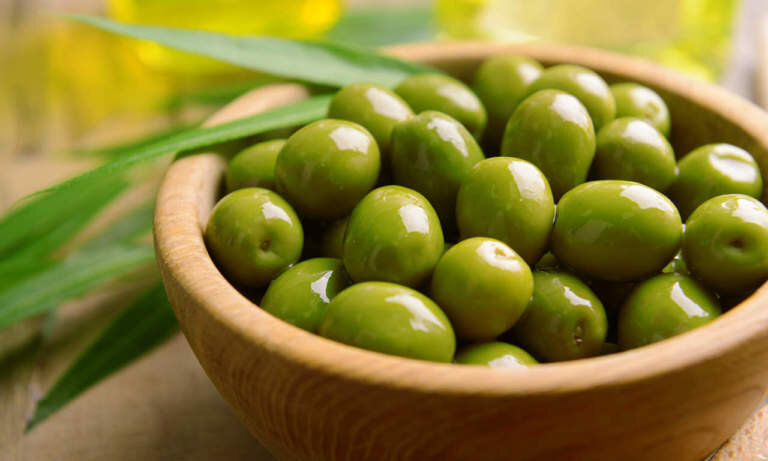E&rsquo; tempo di raccogliere le olive! Le olive da macina e le olive da mensa.