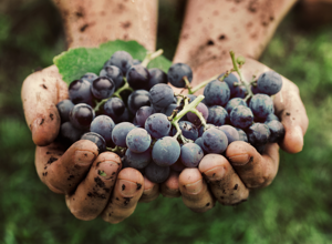 Local Producers and Sardinian Food Traditions