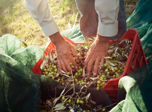 Local Producers and Sardinian Food Traditions